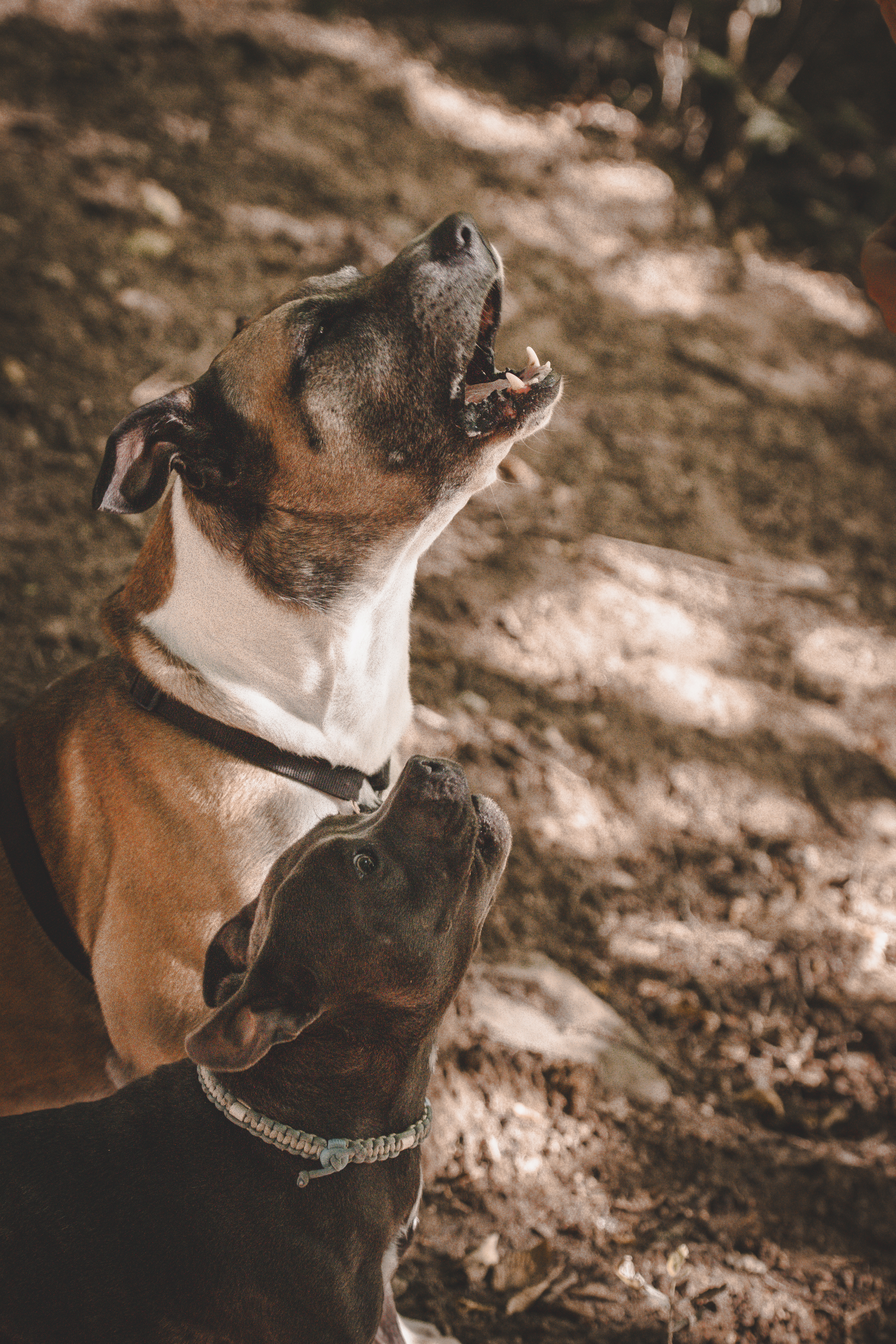 Chien en observation lors d'un bilan comportemental