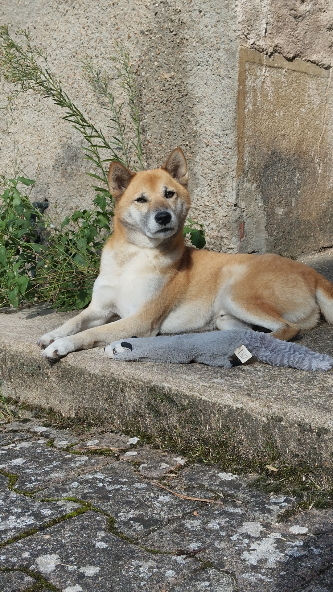 Visite à domicile pour s'occuper du chien