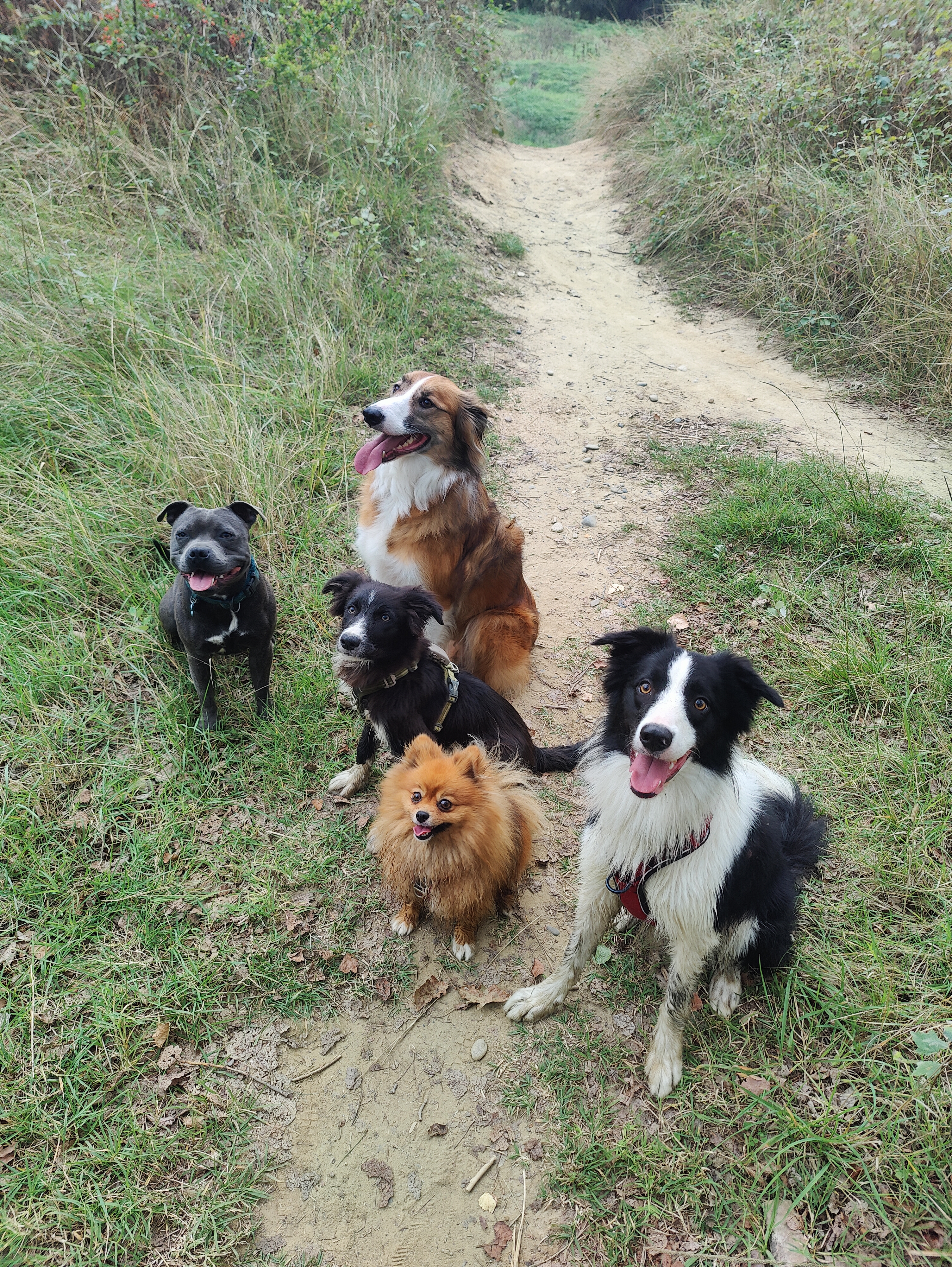 Groupe de chiens en balade collective