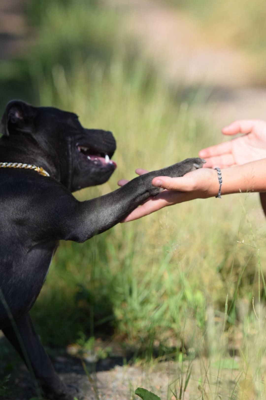 Chien donnant la patte lors d'un soin coopératif